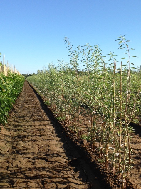 Tudor Trees Nursery - Home